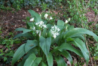 Allium ursinumDaslook bestellen